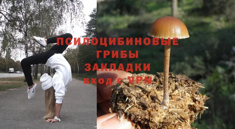 цены   Донецк  Псилоцибиновые грибы Psilocybe 